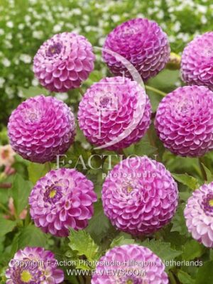 botanic stock photo Dahlia