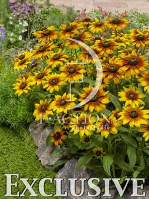 botanic stock photo Rudbeckia