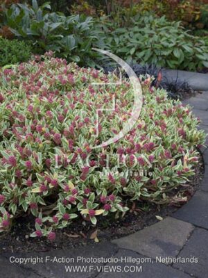 botanic stock photo Skimmia