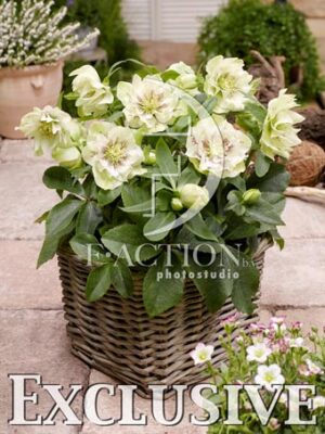 botanic stock photo Helleborus