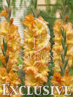 botanic stock photo Gladiolus