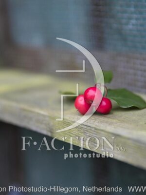 botanic stock photo Gaultheria