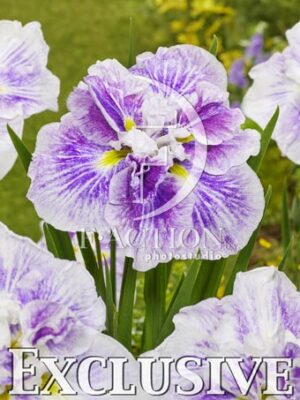 botanic stock photo Iris