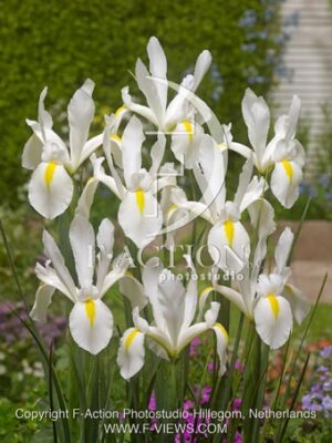 botanic stock photo Iris