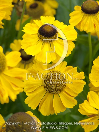 botanic stock photo Helenium