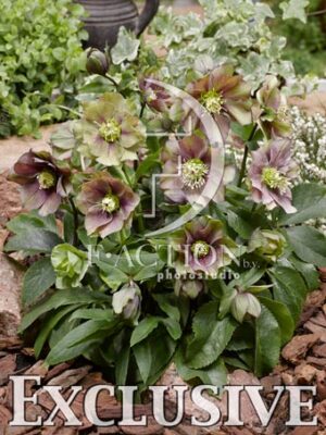 botanic stock photo Helleborus