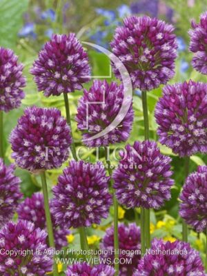 botanic stock photo Allium