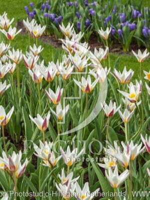 botanic stock photo Tulipa