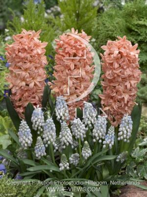 botanic stock photo Hyacinthus