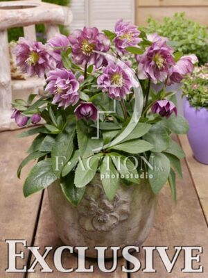 botanic stock photo Helleborus