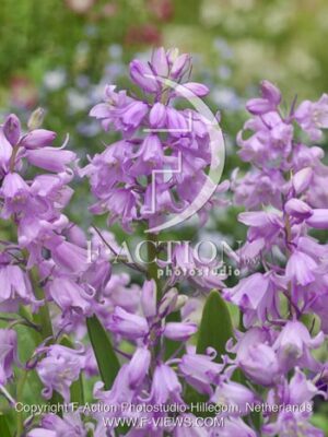 botanic stock photo Hyacinthoides