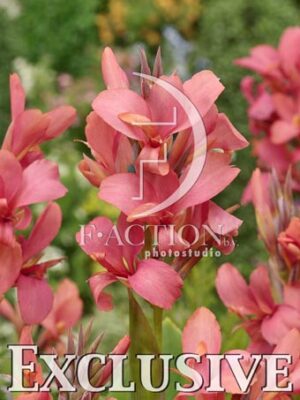 botanic stock photo Canna