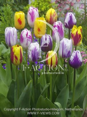botanic stock photo Tulipa
