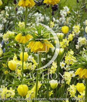 botanic stock photo Spring flowers