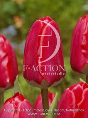 botanic stock photo Tulipa