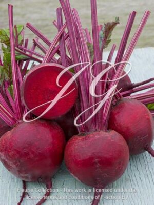 botanic stock photo Beet Crimson King