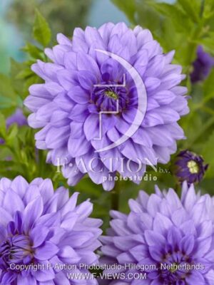 botanic stock photo Dahlia