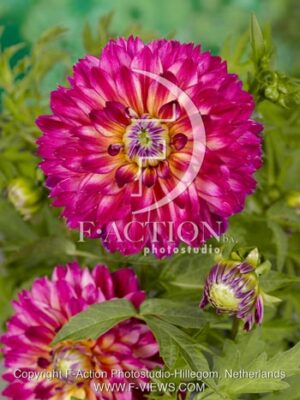 botanic stock photo Dahlia