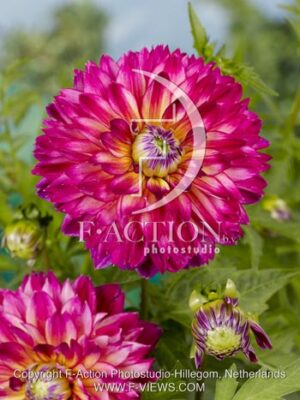 botanic stock photo Dahlia