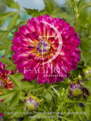 botanic stock photo Dahlia