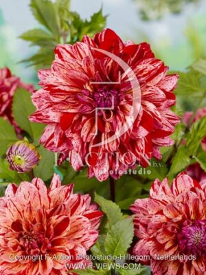 botanic stock photo Dahlia