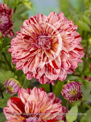 botanic stock photo Dahlia