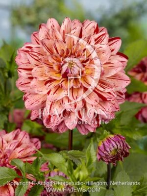 botanic stock photo Dahlia