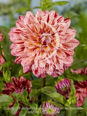 botanic stock photo Dahlia