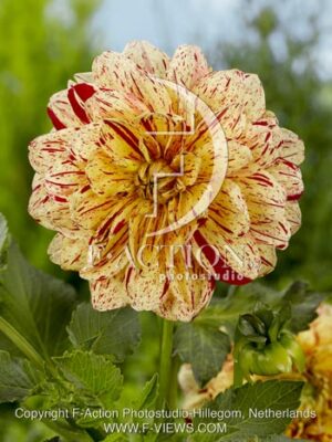 botanic stock photo Dahlia
