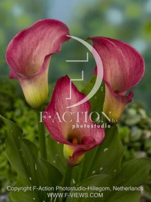 botanic stock photo Zantedeschia