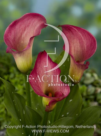 botanic stock photo Zantedeschia