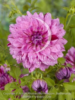 botanic stock photo Dahlia