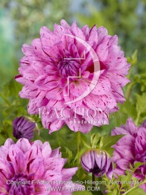 botanic stock photo Dahlia