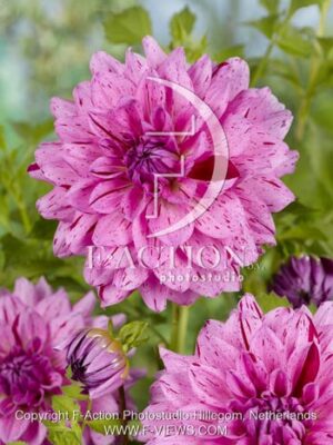 botanic stock photo Dahlia