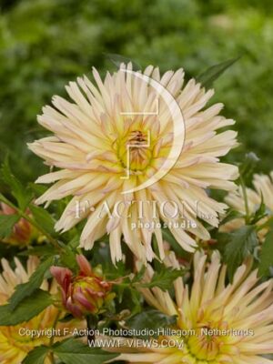 botanic stock photo Dahlia