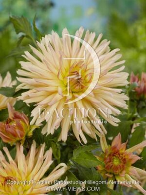 botanic stock photo Dahlia