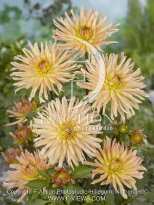 botanic stock photo Dahlia