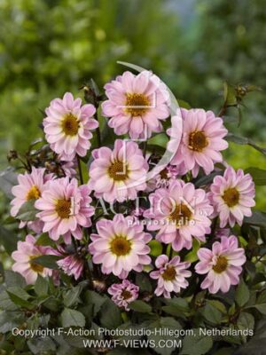 botanic stock photo Dahlia