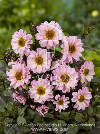 botanic stock photo Dahlia