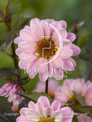 botanic stock photo Dahlia