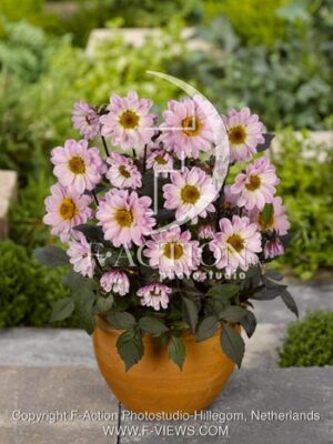 botanic stock photo Dahlia
