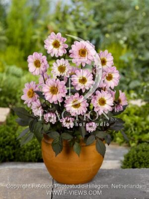 botanic stock photo Dahlia