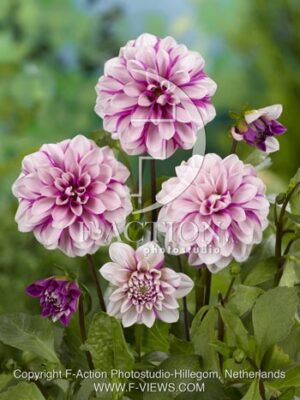 botanic stock photo Dahlia
