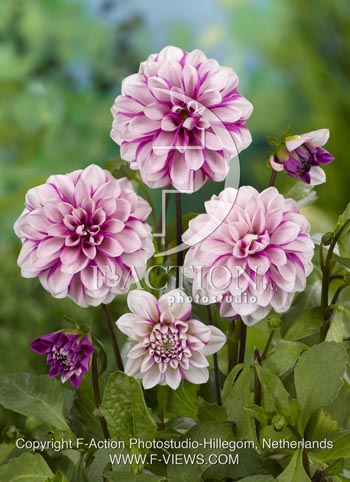 botanic stock photo Dahlia
