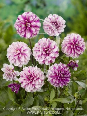 botanic stock photo Dahlia