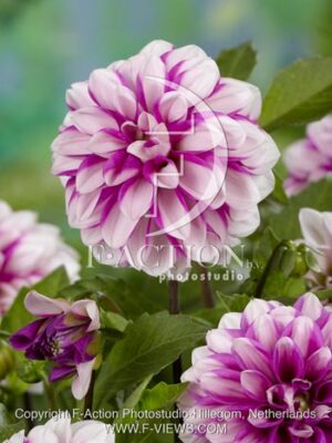 botanic stock photo Dahlia