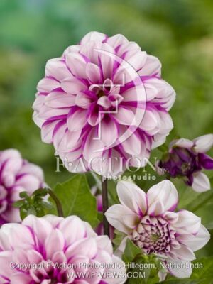 botanic stock photo Dahlia