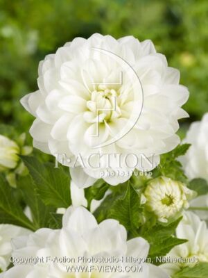 botanic stock photo Dahlia