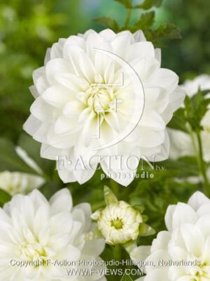 botanic stock photo Dahlia
