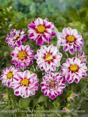 botanic stock photo Dahlia